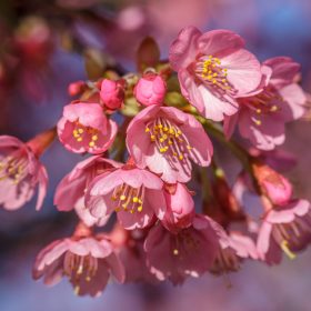 Elspeth Peddie - Cherry Blossom